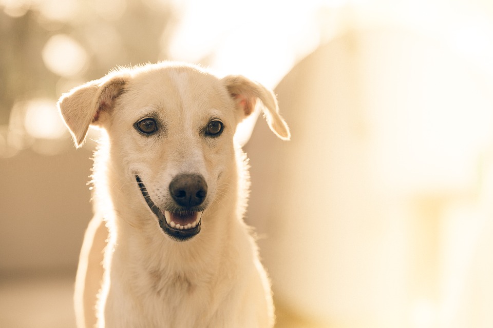 dog-profile
